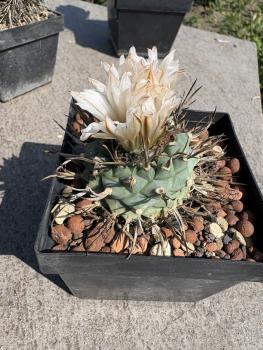 Turbinicarpus schwarzii